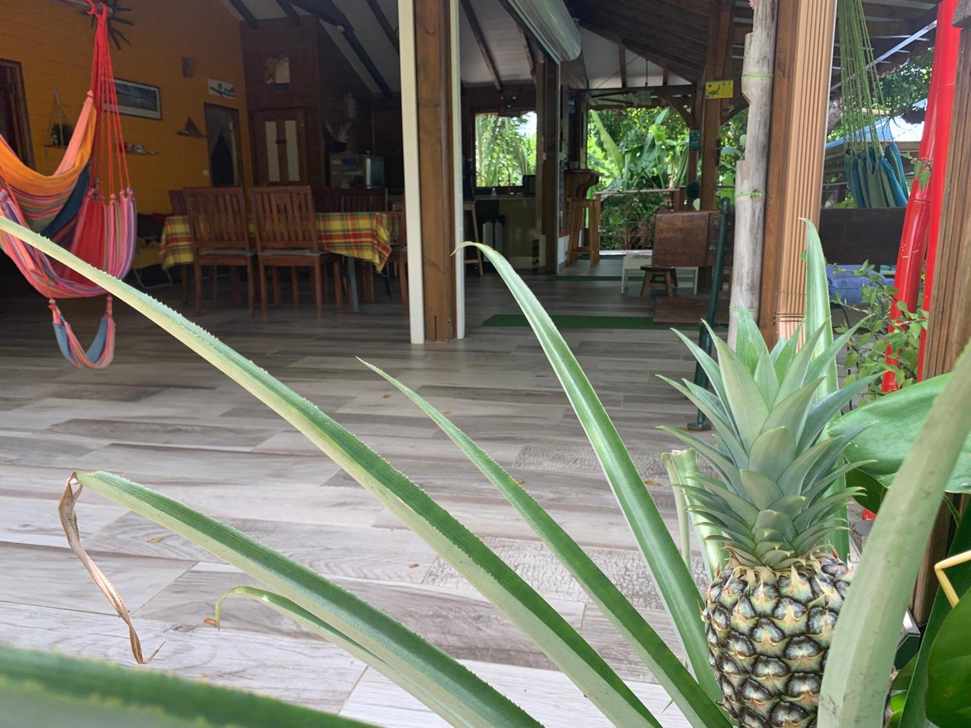 Les Ilets Caraibes Vue Mer Bouillante Exteriör bild